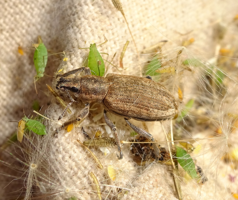 Tanymecus palliatus - közönséges hegyesfarúbarkó