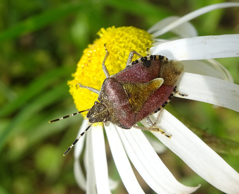 Dolycoris baccarum - közönséges bogyómászó-poloska Dolycoris baccarum - közönséges bogyómászó-poloska