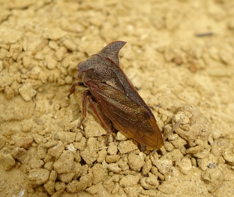 Centrotus cornutus - szarvaskabóca