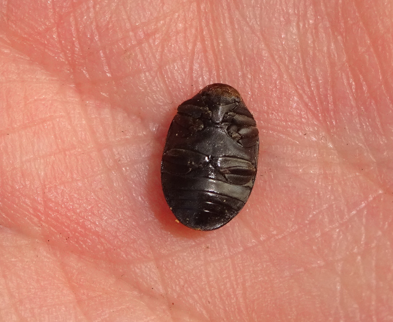 Byrrhus pilula - közönséges labdacsbogár