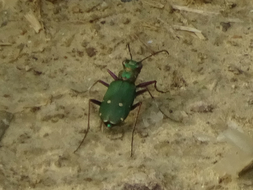 Cicindela campestris - mezei homokfutrinka