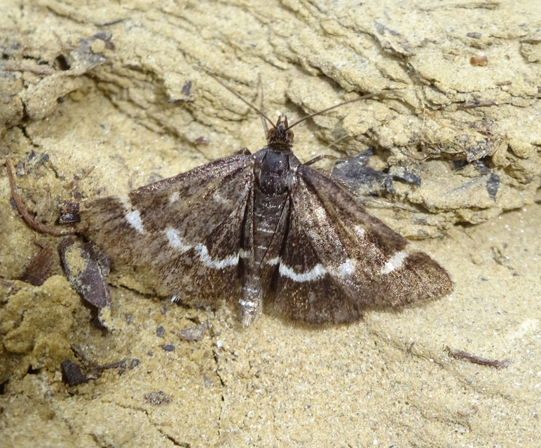 Pyrausta nigrata - fehérpettyes kormosmoly
