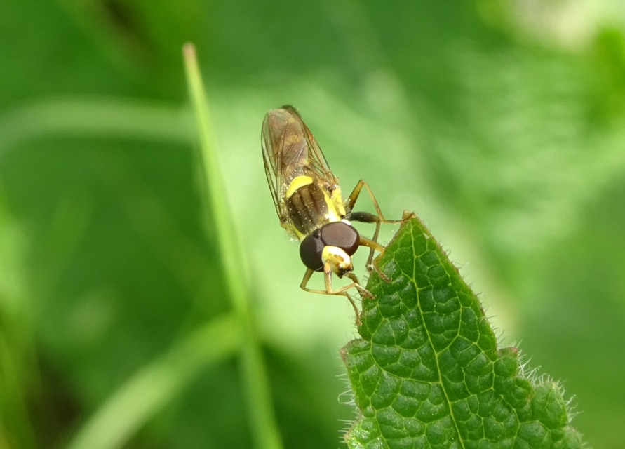Sphaerophoria