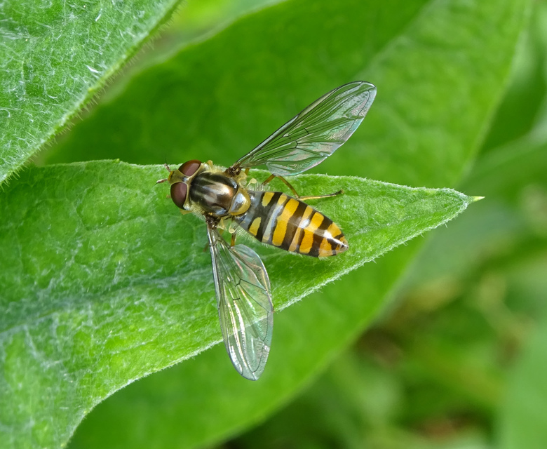 Episyrphus balteatus - ékfoltos zengőlégy