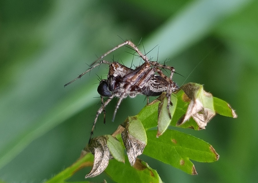 Oxyopes ramosus