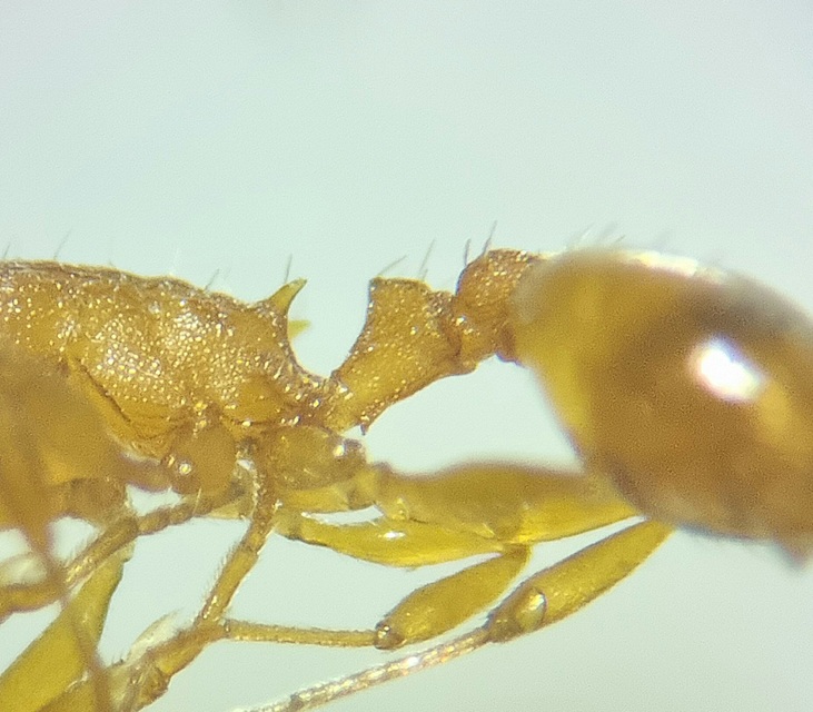 Temnothorax unifasciatus - gyűrűs kéreghangya