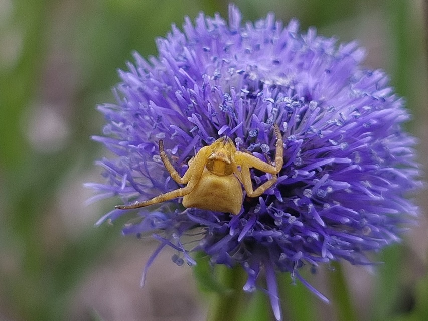 Thomisus onustus - fehér karolópók