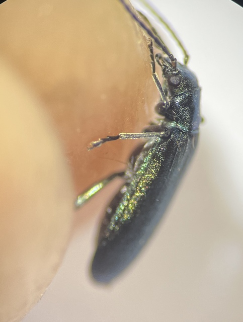 Ischnomera
