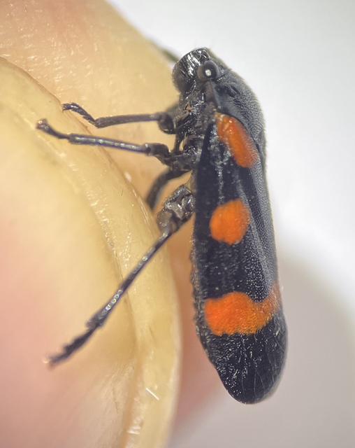 Cercopis sanguinolenta