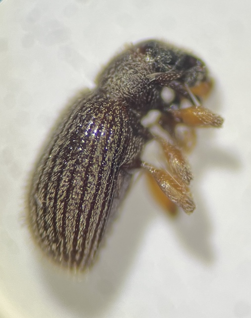 Brachysomus setiger - vastagcsápú gyepormányos