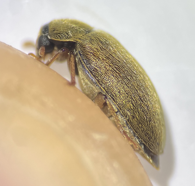 Byturus ochraceus - gyömbérgyökérbogár