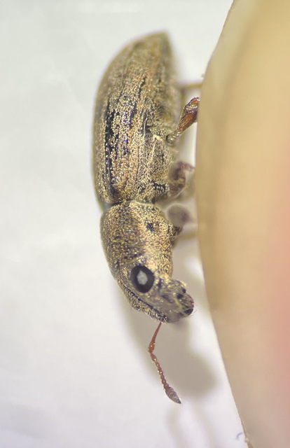 Sitona humeralis - lucerna-csipkézőbogár