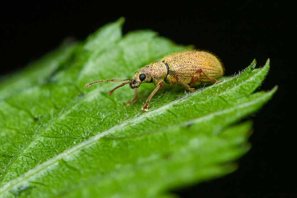 Phyllobius argentatus - ezüstös levélormányos