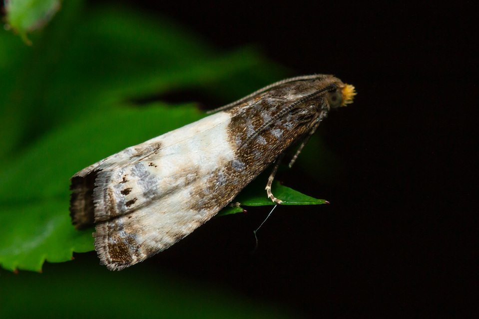 Notocelia cynosbatella - rózsahajtás-tükrösmoly