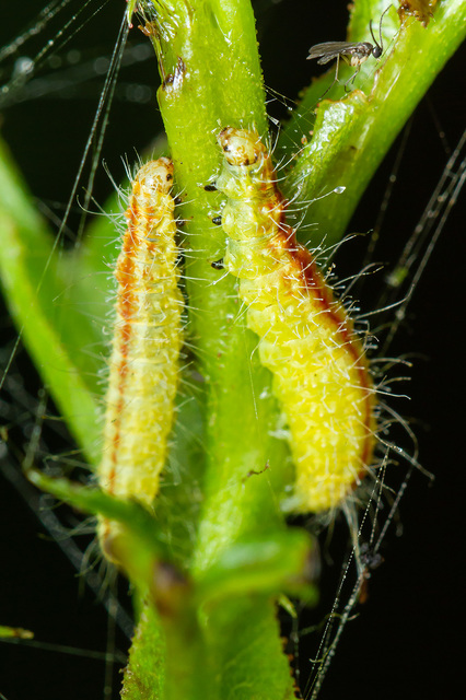 Cnaemidophorus rhododactyla - rózsabogyó-tollasmoly