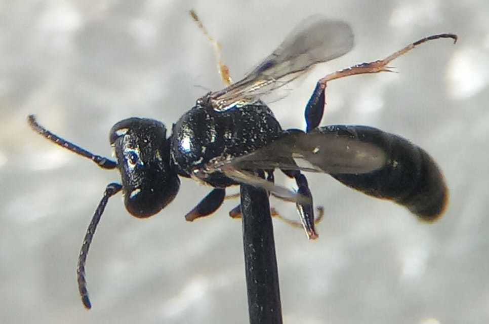 Diodontus major