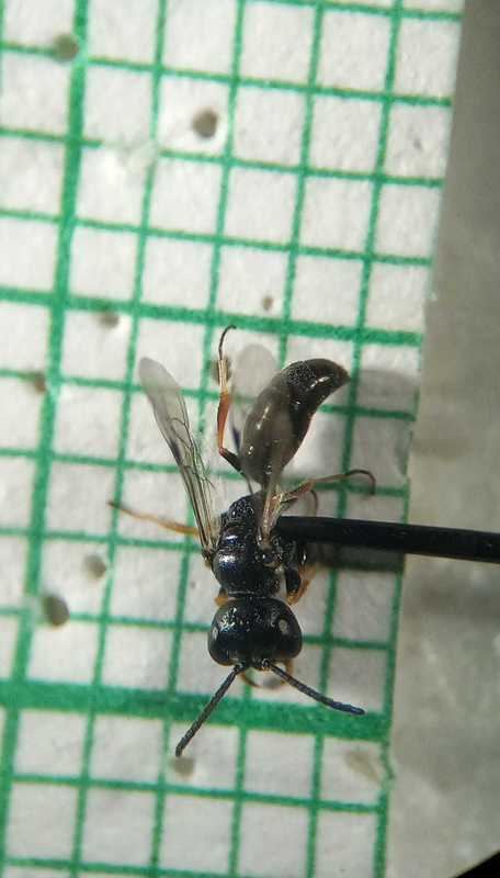 Diodontus major