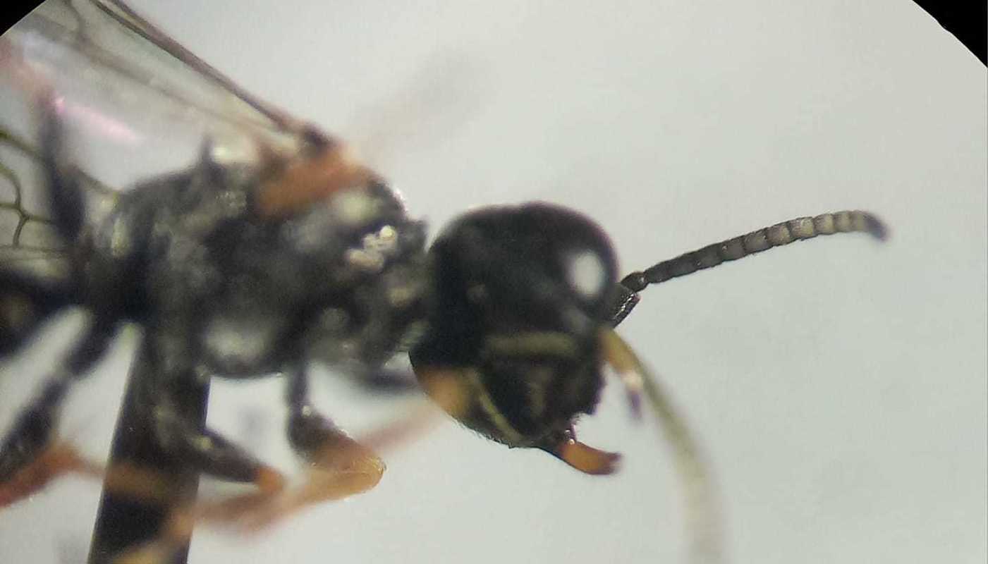 Diodontus major