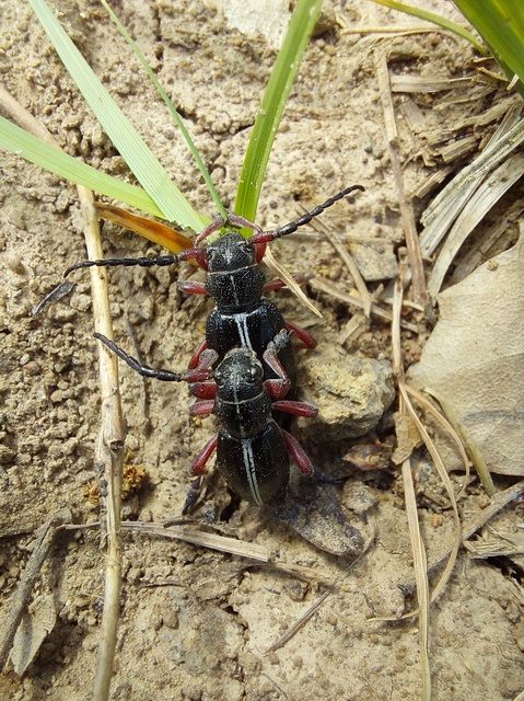 Dorcadion pedestre - kétsávos gyalogcincér