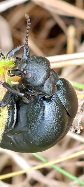 Meloe scabriusculus - érdes nünüke