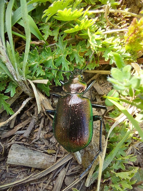 Calosoma inquisitor - kis bábrabló