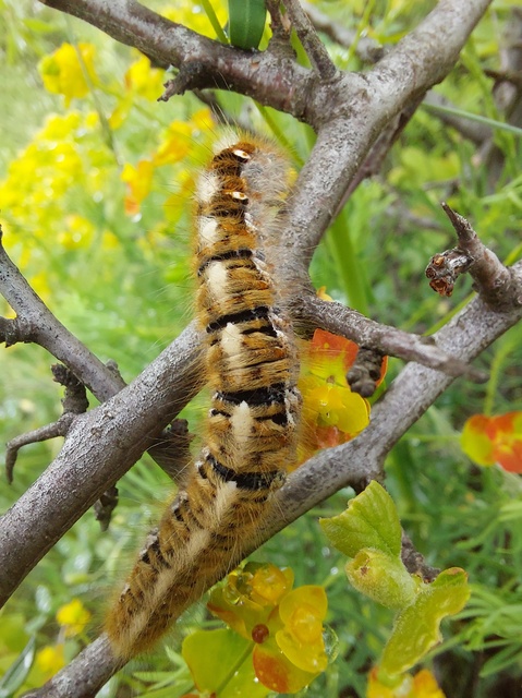Lasiocampa quercus - tölgyfaszövő