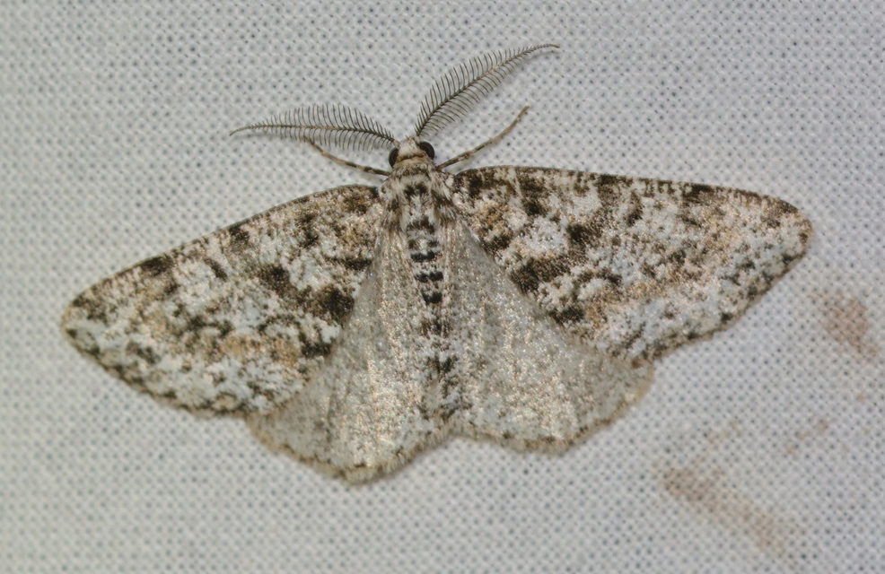 Fagivorina arenaria - bükkfaaraszoló