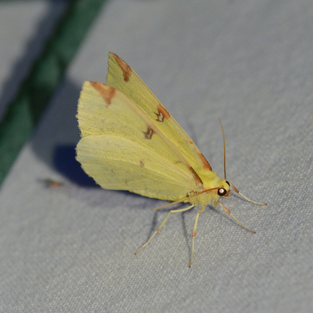Opisthograptis luteolata - citromsárga araszoló