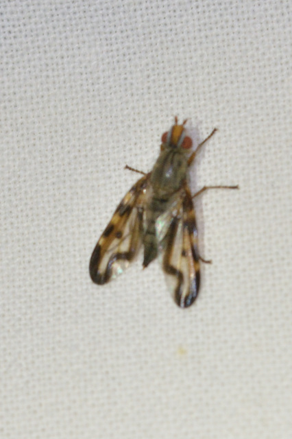 Otites lamed