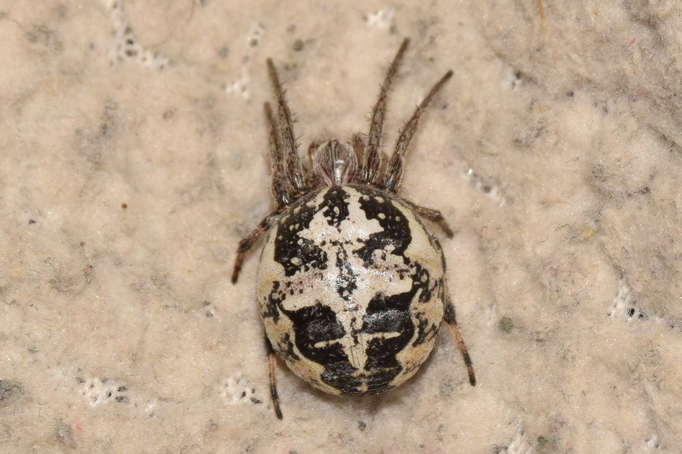 Larinioides suspicax