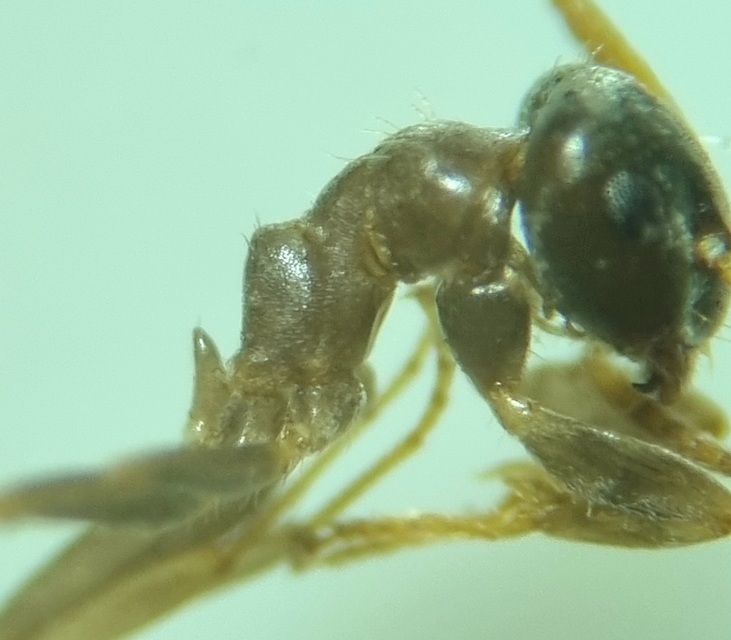 Lasius alienus - kövi feketehangya