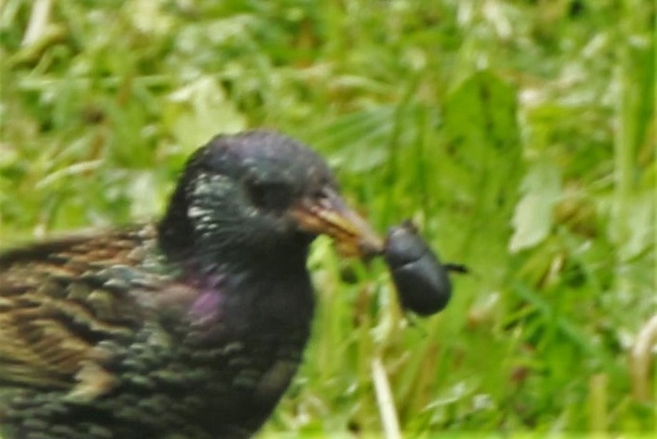 Pentodon idiota - butabogár