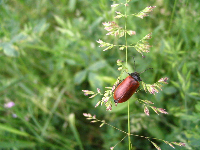 Omophlus proteus - közönséges pejbogár Omophlus proteus - közönséges pejbogár