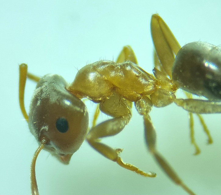 Lasius brunneus - rozsdáshátú feketehangya