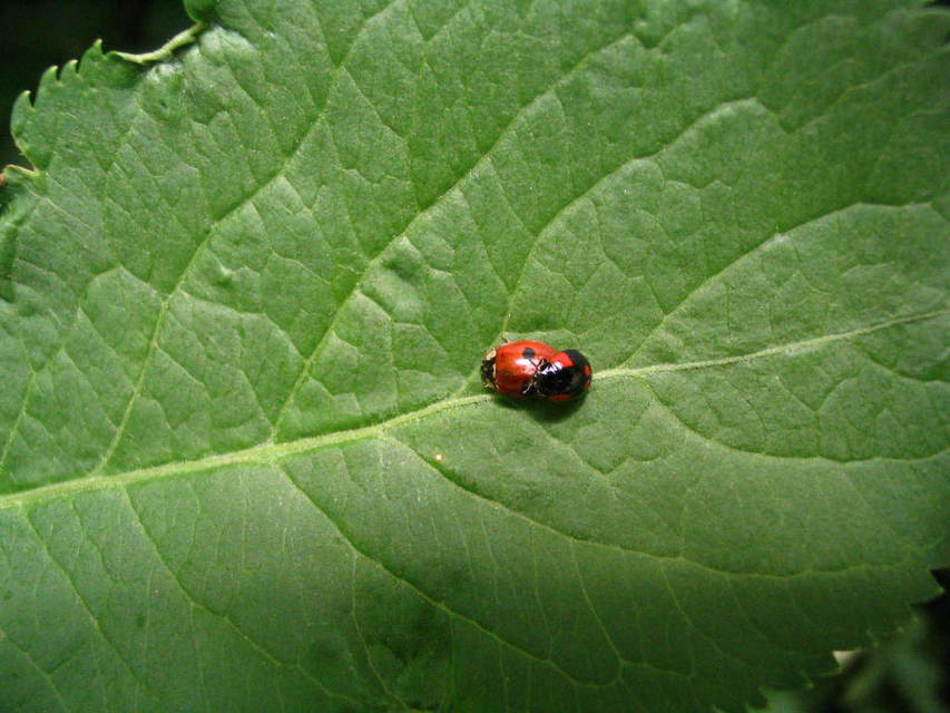Adalia bipunctata - kétpettyes katica