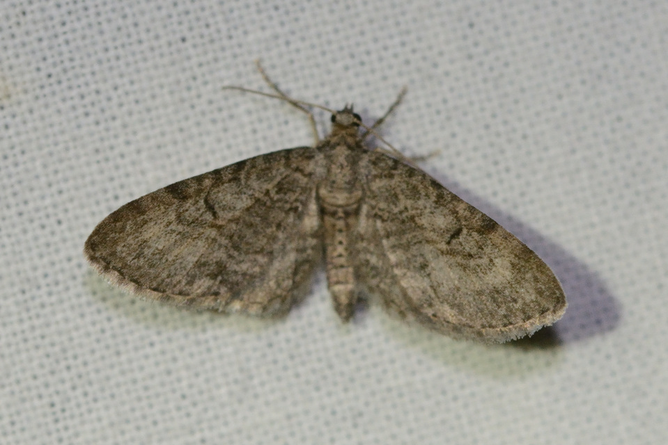 Eupithecia egenaria - hársvirág-törpearaszoló