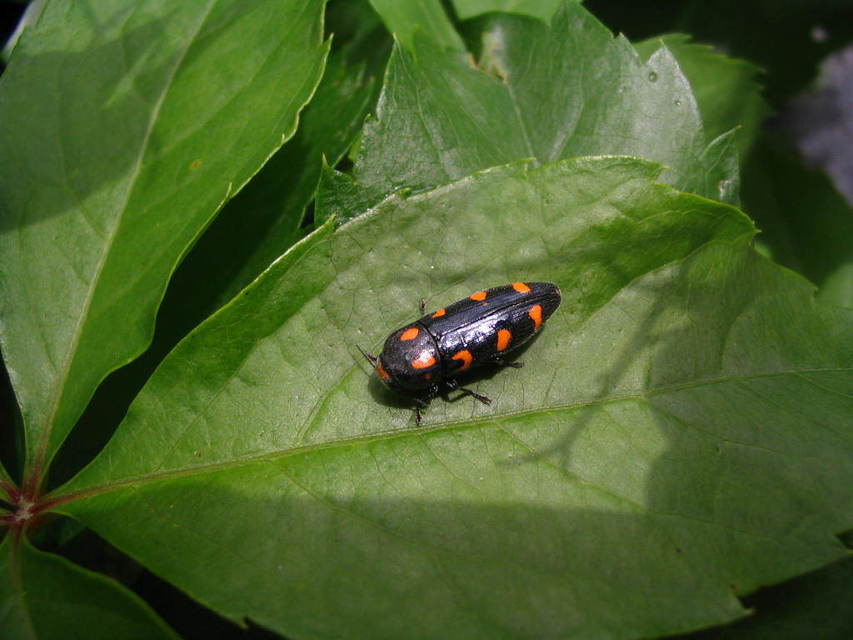 Ptosima undecimmaculata - sárgafoltos díszbogár