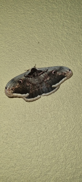 Saturnia pyri - nagy pávaszem