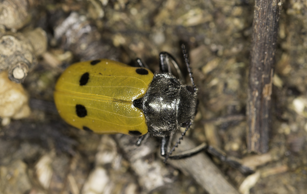 Lachnaia sexpunctata - szőrösnyakú zsákhordóbogár