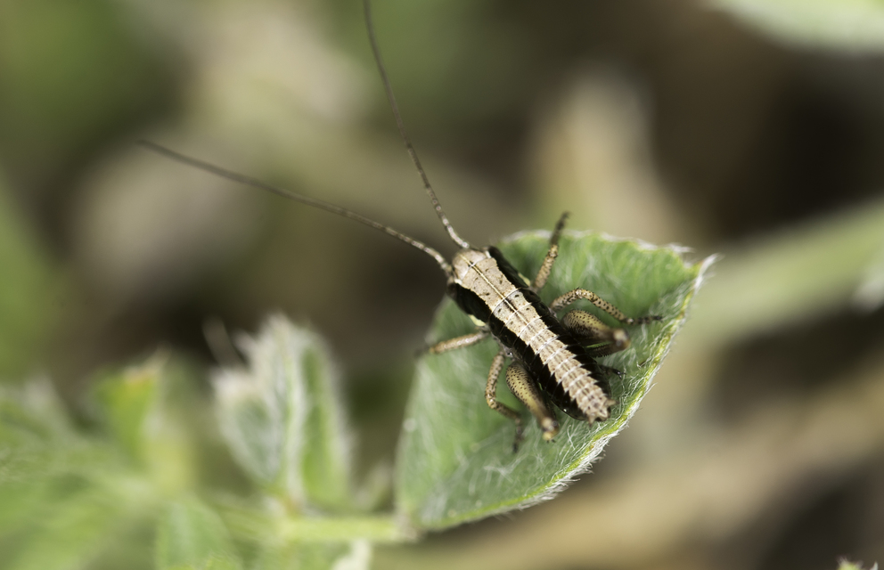 Pholidoptera fallax - galléros avarszöcske