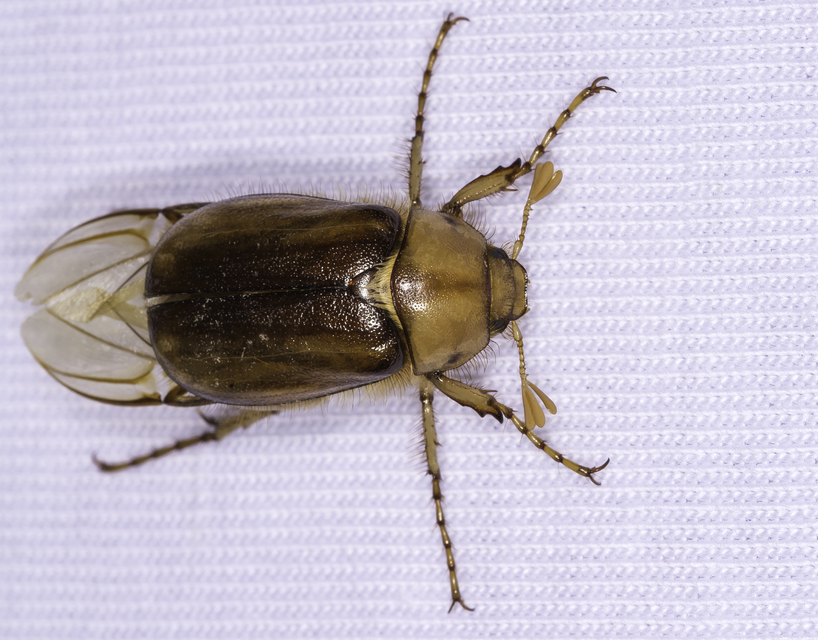 Rhizotrogus aestivus - tavaszvégi cserebogár