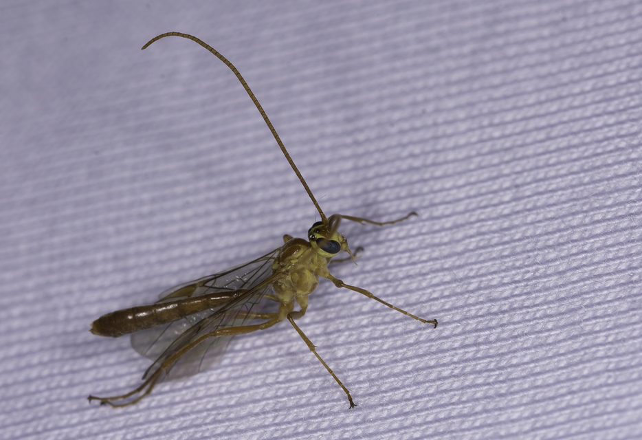 Ophion minutus