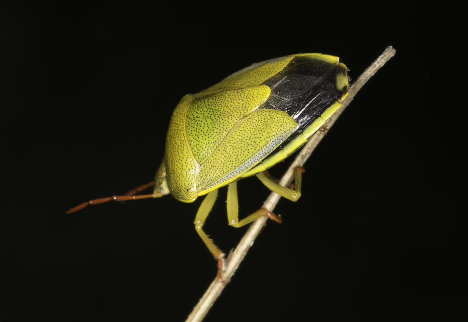 Piezodorus lituratus - bíboros címerespoloska Piezodorus lituratus - bíboros címerespoloska