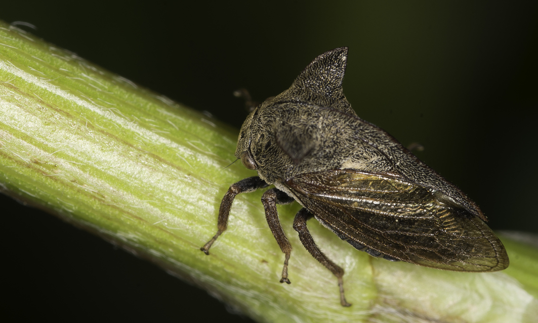 Centrotus cornutus - szarvaskabóca