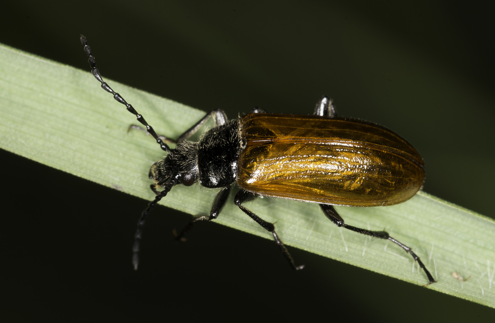 Omophlus proteus - közönséges pejbogár Omophlus proteus - közönséges pejbogár