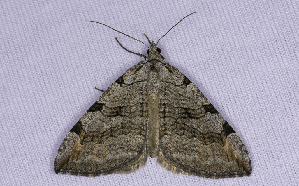 Aplocera efformata/plagiata