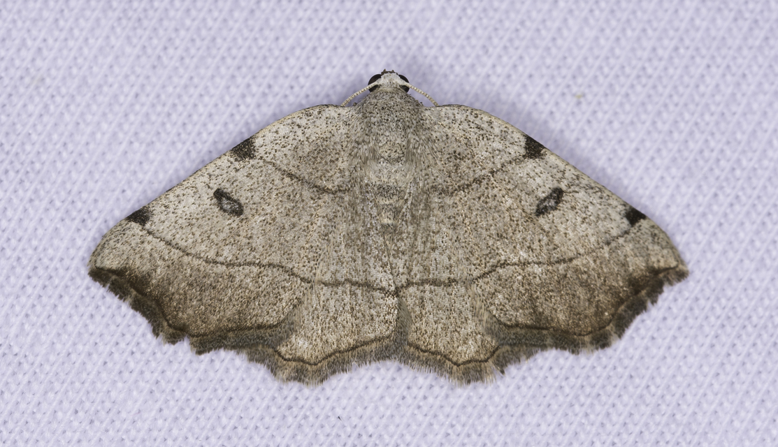 Eilicrinia trinotata - háromjegyű araszoló