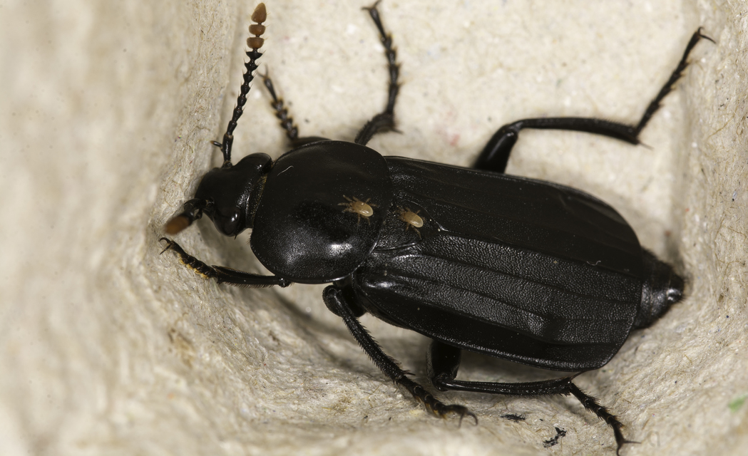 Necrodes littoralis - nagy dögbogár
