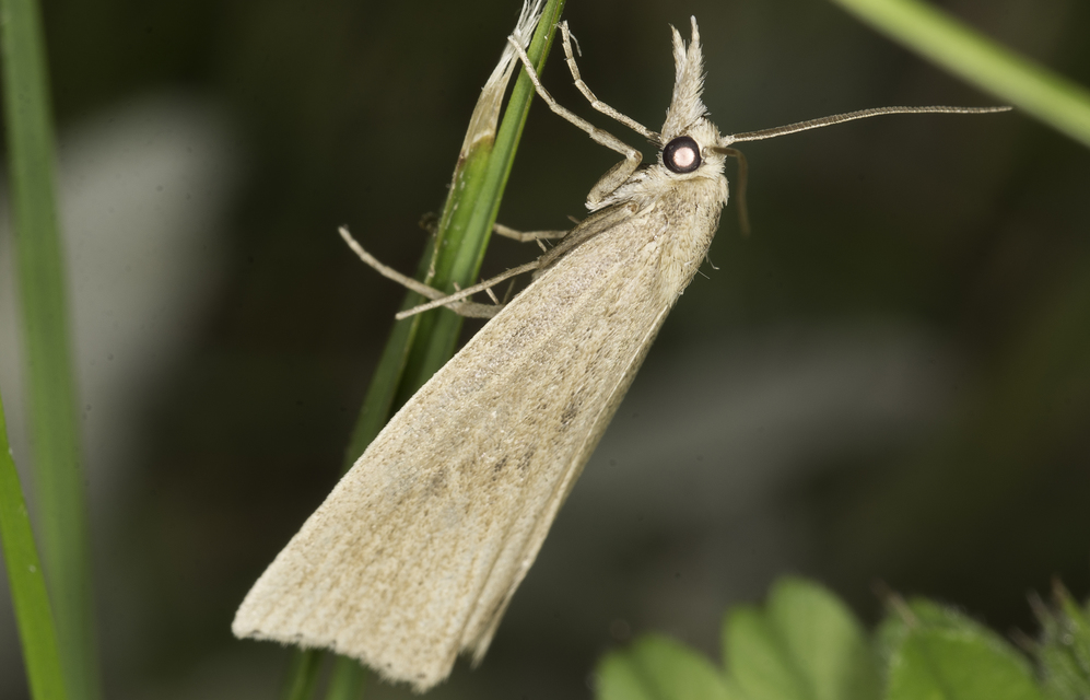 Calamotropha paludella - barna nádlevélmoly