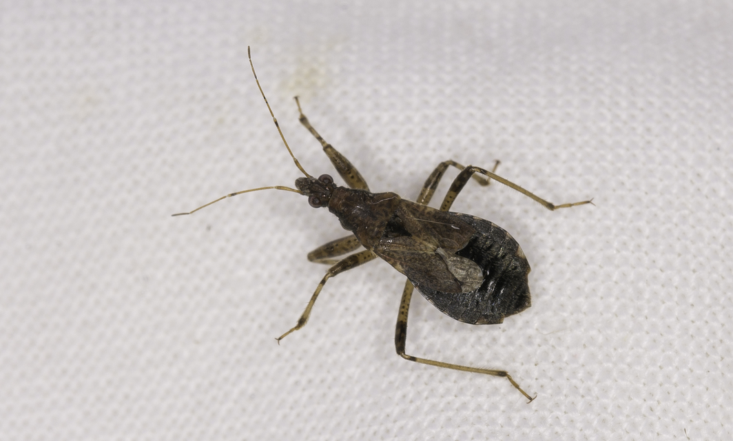 Himacerus